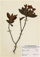 藏品(西施花)的圖片